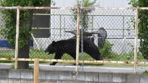 Bear injures four in Japan as attacks reach record levels