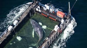 Rerouted ships put South Africa’s whales in the path of more traffic