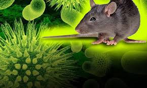 Hantavirus cruise ship reaches Tenerife as evacuations begin