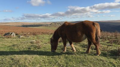 Dartmoor pony cull fears grow over new grazing contracts