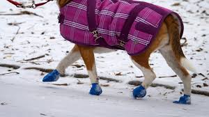 Dog walker bitten at work cannot sue clients, Ontario court rules