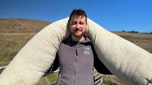 Wool logs tested in Antrim Hills as peatland repair tool