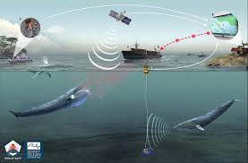 New Whale-Safety Technology Enters Ship-Strike Policy Debate
