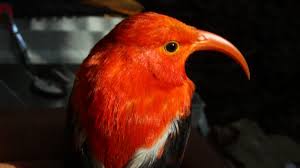 GPS Monitoring Finds Nest-Material Theft Among Hawaiian Honeycreepers