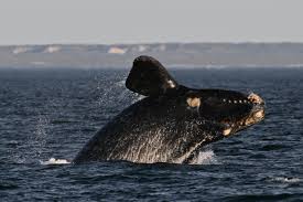 Les baleines noires de l’Atlantique Nord enregistrent le plus de naissances depuis 2009