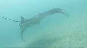 Remoras seen diving into manta rays’ cloacas, study reports