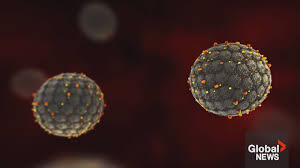 Une épidémie suspectée de hantavirus fait 3 morts à bord du MV Hondius