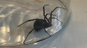 Une famille de Calgary trouve une veuve noire dans un sac de raisins