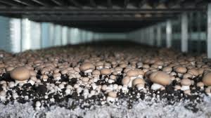 Les États-Unis imposent des droits sur les champignons frais canadiens après une enquête sur les subventions